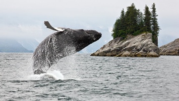У берегов Камчатки ученые обнаружили редкое скопление горбатых китов