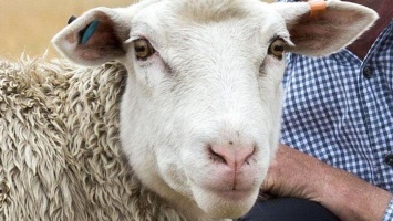 Ученых озадачила овца-мутант с прямой шерстью