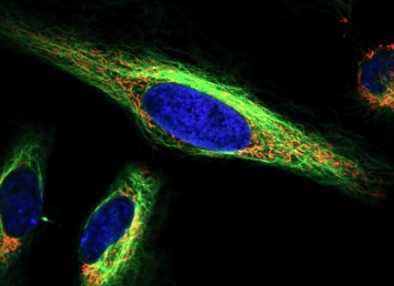 Ученые сняли взаимодействия клеточных органелл на видео