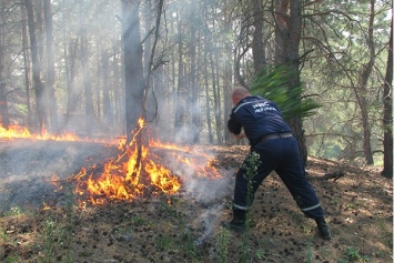 После пожара ликвидировали Дарницкое лесопарковое хозяйство