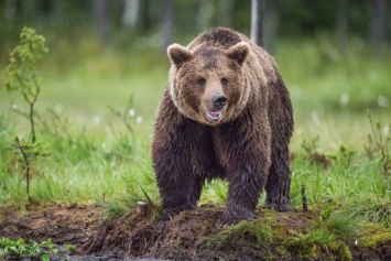 Камера сняла драку охотника с медведем