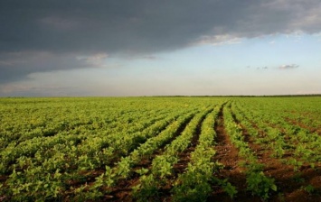 Открытый рынок земли даст стимул для инвестирования в аграрные проекты, - эксперт