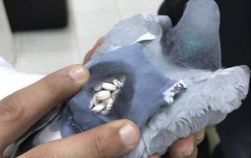 В Кувейте поймали голубя с мешком наркотиков