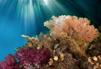 Русские биологи рассказали о гибели коралловых рифов Мальдивского архипелага