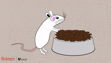 Ученые нашли "включатель" обжорства в мозге мышей