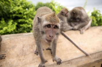 Биологи разобрались в поведении обезьяньей мафии