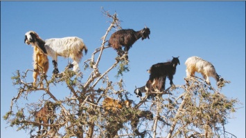 Древолазные козы распространяют семена нестандартным способом