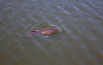 Дельфины в Днепре не миф