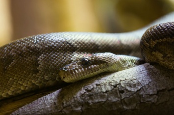 Змеи оказались способны координировать свои действия во время охоты