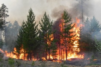 Крымская школьница предотвратила лесной пожар в Симферопольском районе (ФОТО)