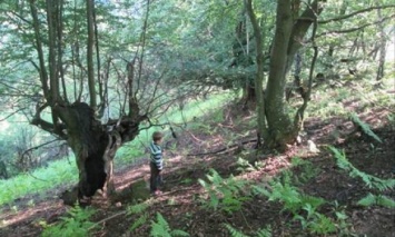 На Закарпатье браконьер подстрелил в лесу 9-летнего ребенка: опубликованы фото
