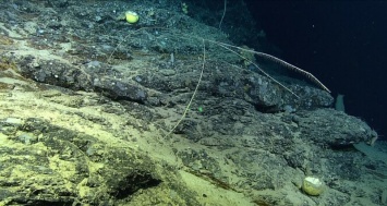 У побережья Канады обнаружена двухметровая хищная губка