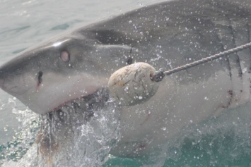 В Австралии трехметровая акула запрыгнула в рыбацкую лодку