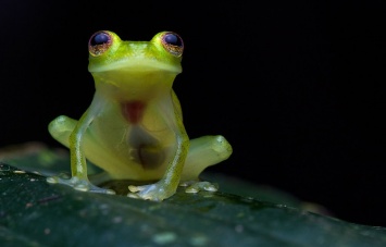 В Эквадоре нашли новый вид уникальных прозрачных лягушек