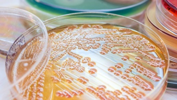 Американские химики создали антибиотик, убивающий "супербактерий"