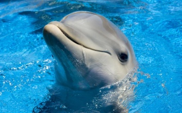 Ученые: Дельфины дают своим детям и друг другу имена