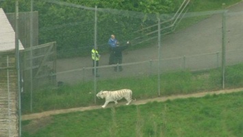 В Британии тигр убил сотрудницу зоопарка