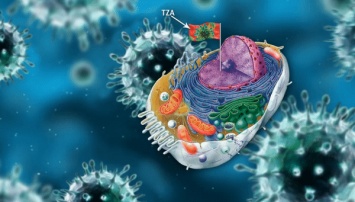 Биологи научились "вычислять" клетки, где прячется ВИЧ
