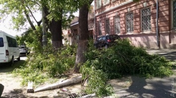 "Одессаоблэнерго" незаконно обрезает деревья на Колонтаевской