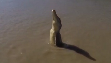 YouTube: Фотограф снял полет крокодила