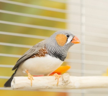 Ученые на примере птиц объяснили природу любви у людей