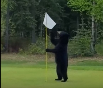 В США медведь прерывал игру в гольф и украл съестное у гольфистов
