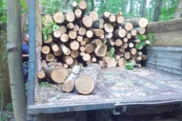 Харьковская прокуратура задержала "лесорубов", вырубающих дубы и вязи (фото)
