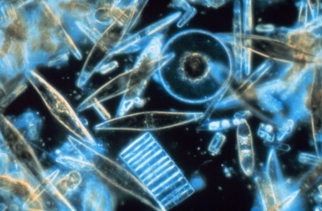 Ученые: Океанический планктон влияет на возникновение льда в облаках