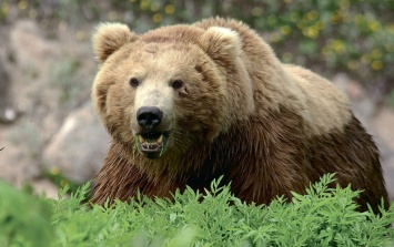 В Алтайском крае планируют отстреливать медведей