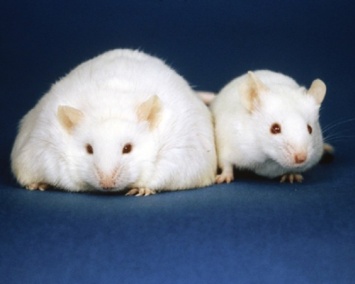 Ученые: Ослабленный иммуннитет может привести к ожирению