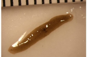Из космоса на Землю привезли уникального двухголового червя