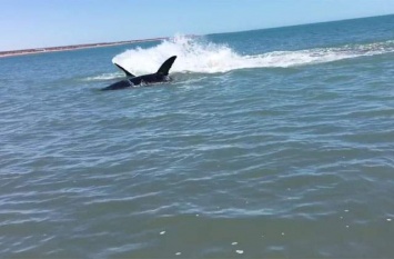 Обнародовано видео с гигантской раненой акулой
