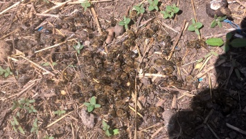 В нескольких селах Первомайского района погибло 80% пчел