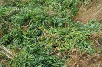 В Красноперекопском районе полицейские выявили поле дикорастущей конопли