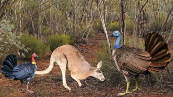 В Австралии нашли летающую индейку размером с кенгуру
