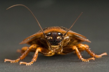 Ученые: Тараканы могут пережить ядерную катастрофу