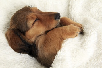 Ученые: Домашние животные вредят полноценному сну