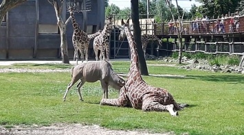 Маленький, агрессивный и с рогами: в Роттердамском зоопарке антилопа куду не давала жизни жирафу