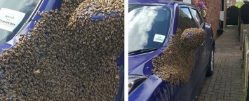В Англии рой пчел захватил автомобиль