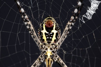 Появилось первое видео охоты стреляющего шелком паука