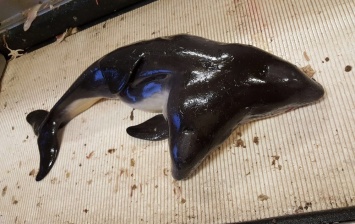 Рыбаки выбросили ценного для науки дельфина
