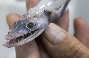 У берегов Тасмании поймали монструозную рыбу-гермафродита (ФОТО)