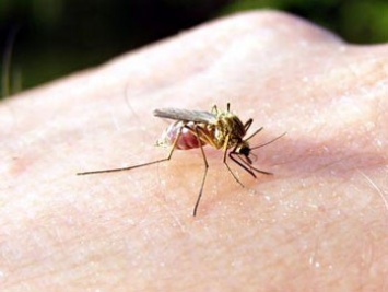 Как уменьшить шансы быть укушенным комаром: названы основные рекомендации