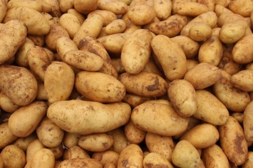 Названы уникальные свойства обыкновенной картошки