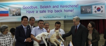 Южная Корея передала России двух клонированных щенков исчезнувшей якутской лайки