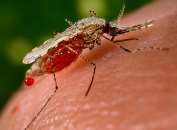 Ученые обнаружили простой и эффективный способ защиты от комаров