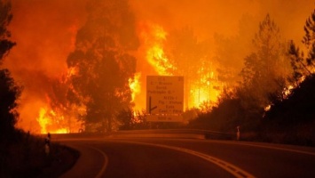 В Португалии 16 человек сгорели в машинах из-за лесных пожаров