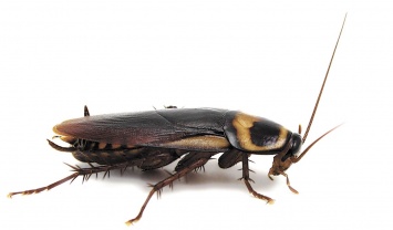 Ученые: тараканы самые живучие существа на Земле