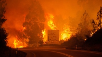 Масштабные лесные пожары в Португалии унесли жизни 43 человек
