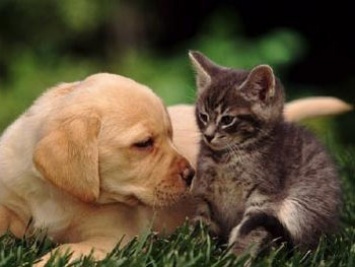 Ученые объяснили, почему кошки и собаки любят, когда их гладят по голове